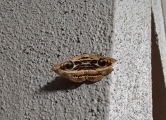Spirama