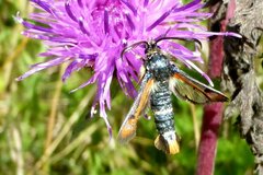 Pyropteron chrysidiforme