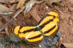 Pantoporia paraka