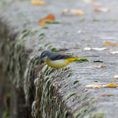 Motacilla cinerea
