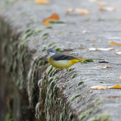 Motacilla cinerea
