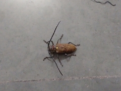 Batocera rufomaculata
