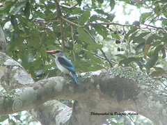 Halcyon senegalensis