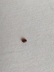 Rhipicephalus sanguineus