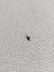 Rhipicephalus sanguineus