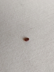 Rhipicephalus sanguineus