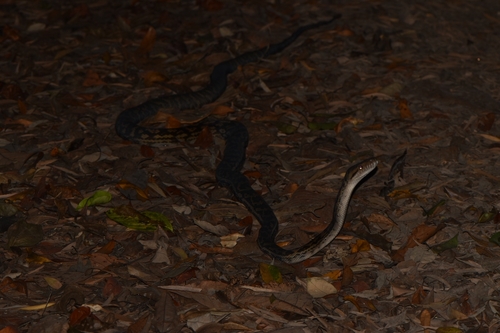 Australian Scrub Python sighting