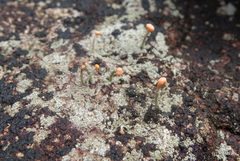 Baeomyces