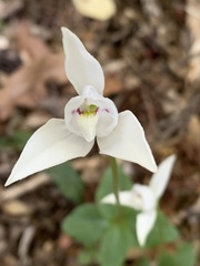 Codonorchis lessonii
