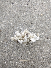 Neogastropoda