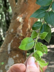 Luma apiculata