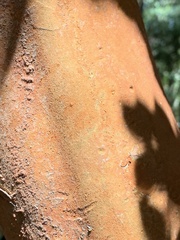 Luma apiculata