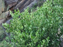 Maytenus undata