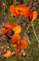 Dillwynia hispida
