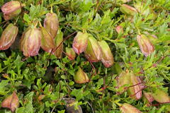Dodonaea procumbens