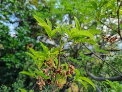 Vitex rehmannii