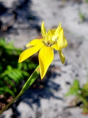 Moraea inconspicua