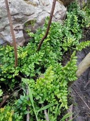 Pellaea pteroides