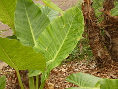 Alocasia