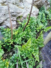 Pellaea pteroides