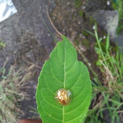 Aspidimorpha quadriremis