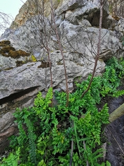 Pellaea pteroides