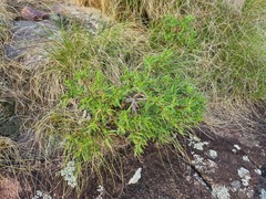 Crassula sarcocaulis