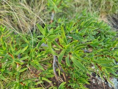 Crassula sarcocaulis
