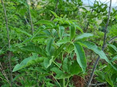 Vitex rehmannii