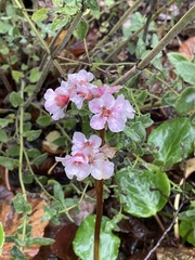 Bergenia crassifolia