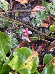 Bergenia crassifolia