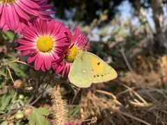 Colias erate