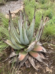 Aloe petricola