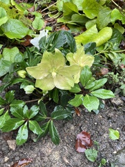 Helleborus orientalis