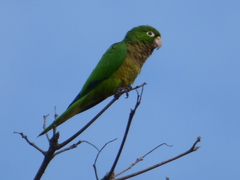 Eupsittula nana