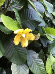 Dillenia suffruticosa