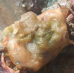 Cryptosula pallasiana