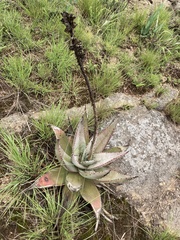Aloe petricola