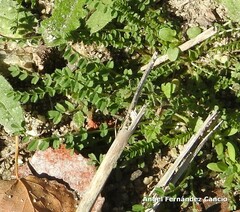 Biserrula pelecinus