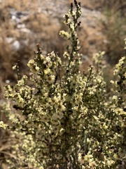 Hammada articulata
