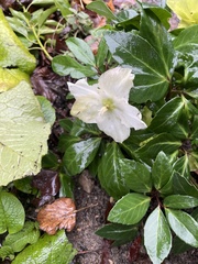 Helleborus orientalis