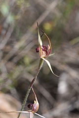 Caladenia ampla