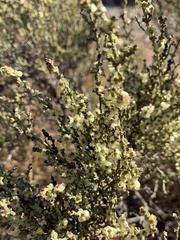 Hammada articulata