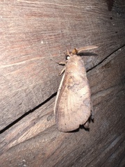 Lepidoptera