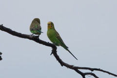 Melopsittacus undulatus