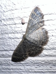 Lepidoptera
