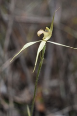 Caladenia ampla