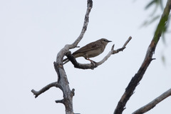 Cincloramphus mathewsi