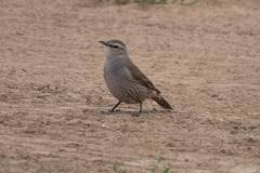 Climacteris picumnus