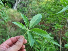 Vitex rehmannii